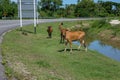 A group of skinny cows eating grass