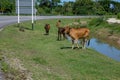 A group of skinny cows eating grass