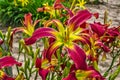 Skinny Dipping Lilies Royalty Free Stock Photo