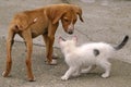 Skinny Dog and White Cat