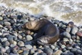 Skinny dying South American sea lion get out on rocks coast in Lima due to El Nino Royalty Free Stock Photo
