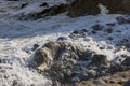 Skinny dying South American sea lion get out on rocks coast in Lima due to El Nino Royalty Free Stock Photo