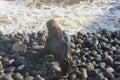 Skinny dying South American sea lion (Otaria flavescens) get out on rocks coast in Lima due to El Nino Royalty Free Stock Photo