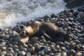 Skinny dying South American sea lion (Otaria flavescens) get out on rocks coast in Lima due to El Nino Royalty Free Stock Photo