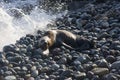 Skinny dying South American sea lion (Otaria flavescens) get out on rocks coast in Lima due to El Nino Royalty Free Stock Photo