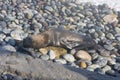 Skinny dying South American sea lion (Otaria flavescens) get out on rocks coast in Lima due to El Nino Royalty Free Stock Photo