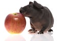 Skinny guinea pig with apple Royalty Free Stock Photo