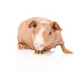 Skinny guinea pig in front. isolated on white background Royalty Free Stock Photo