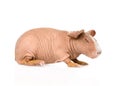 Skinny guinea pig lying in profile. isolated on white background