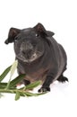 Skinny guinea pig and olive branch Royalty Free Stock Photo