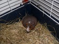 skinny guinea pig