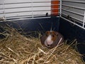 Skinny guinea pig