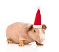 skinny guinea pig in red christmas hat. isolated on white Royalty Free Stock Photo