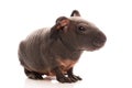 Skinny guinea pig on white background Royalty Free Stock Photo