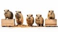 Skinny Guinea Pigs Carrying Wooden Box - Panoramic Scale Stock Photo