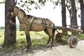 Skinny horse Royalty Free Stock Photo