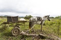 Skinny horse Royalty Free Stock Photo