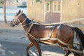 Skinny Horse Driving a Carriage Royalty Free Stock Photo