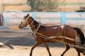 Skinny Horse Driving a Carriage Royalty Free Stock Photo