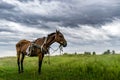 Sick skinny horse in grass field Royalty Free Stock Photo