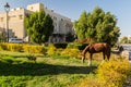 Skinny horse in a park in Aswan, Egy