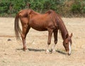 Skinny horse Royalty Free Stock Photo