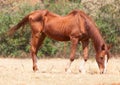 Skinny horse Royalty Free Stock Photo