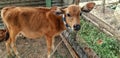 a skinny local calf and grass in a feeding trough