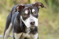 Skinny neglected pitbull puppy with mange hair loss