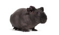 Skinny pig, Guinea pig against white background Royalty Free Stock Photo