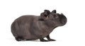 Skinny pig, Guinea pig against white background Royalty Free Stock Photo
