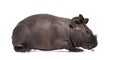 Skinny pig, Guinea pig against white background Royalty Free Stock Photo