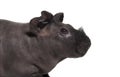 Skinny pig, Guinea pig against white background Royalty Free Stock Photo