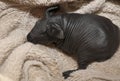 Skinny pig