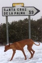 skinny Podenco Canario in snow near Observatories, La Palma, Canary Islands Royalty Free Stock Photo