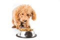 A skinny poodle puppy next to her bowl of kibbles