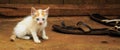 Skinny poor kitten sitting on the ground Royalty Free Stock Photo