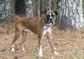 Skinny thin emaciated Boxer dog tied outside on leash with collar