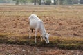 Skinny white Cambodian cow. Countryside landscape in Kampot Province in southern Cambodia, Asia. A group of cows locals Royalty Free Stock Photo