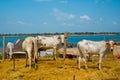 Skinny white cows in Cambodia