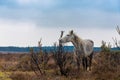 Skinny white horse in New Forrest