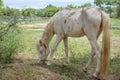 White Starving horse, skinny horse in the farm Royalty Free Stock Photo