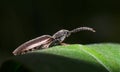 Skipjack beetle Royalty Free Stock Photo