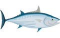 Skipjack Tuna Illustration Royalty Free Stock Photo