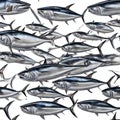 A group of skipjack tuna (katsuwonus pelamis) on white background. Royalty Free Stock Photo
