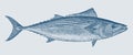 Skipjack tuna katsuwonus pelamis Royalty Free Stock Photo