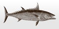 Skipjack tuna, katsuwonus pelamis, native to tropical waters in side view Royalty Free Stock Photo