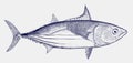 Skipjack tuna, an important food fish in side view