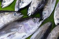 Skipjack and Yellowfin Tuna. Royalty Free Stock Photo