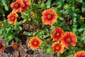 Skipper butterflies on blanket flowers Royalty Free Stock Photo